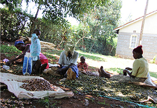 Die Kleinbauern in Kenia beim Aussortieren der Nüsse