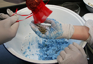 Die Schülerfirma "Sparkly Dreams" bei der Erstellung von blauen Badekugeln nach Rezept mit besonderen Duftzusätzen