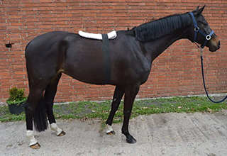 Schwarzes Pferd mit Wärmepad vom Natural Horse Shop auf dem Rücken
