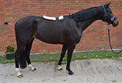 Link zur Seite „Natural Horse Shop“ (Schwarzes Pferd mit Wärmepad vom Natural Horse Shop auf dem Rücken)