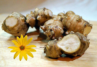 Link zur Seite „The Potato-Flower Company“ (Abbildung der Knolle Topinambur)